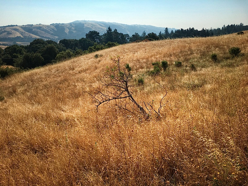 Russian Ridge Open Space